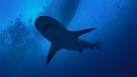 Reef Shark Passes Overhead 스톡 동영상 126115313