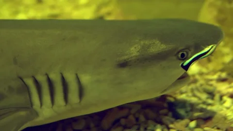 A reef shark resting on the sandy seabed, while a small fish swims into Stock Footage 239380514