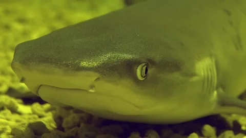 A reef shark resting on the sandy seabed, with its gills visibly moving as it Stockbeeldmateriaal 239381665