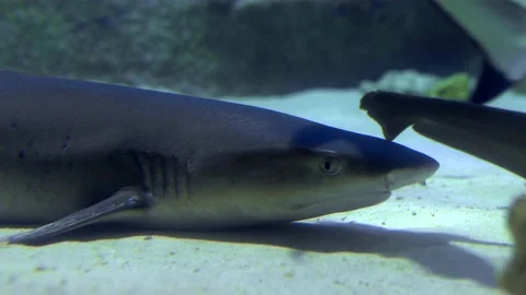 A reef shark resting on the sandy seabed, with its gills visibly moving as it Stock Footage 239381923