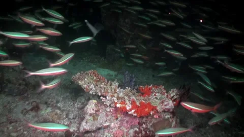 Reef shark in school of fish on dark underwater seabed in Maldives. Stock Footage 233057766