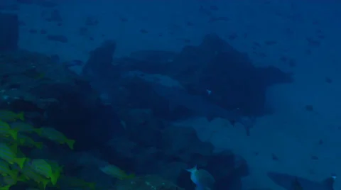 Reef Shark &amp; School of Fish Stock Footage 25203886