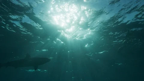 A Reef Shark Silhouette Video stock 107270675