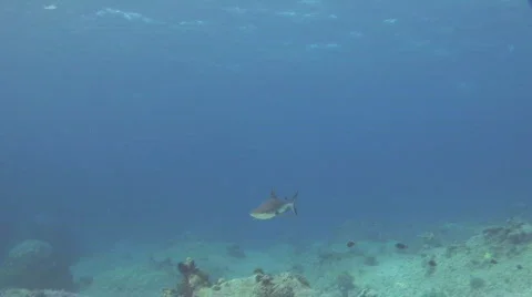 Reef Shark with slow motion ramp effect Stock Footage 201642