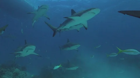 Reef Shark Swarm 스톡 동영상 126051827