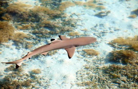 Reef shark , the top view through crystal-clear water Stock Photos