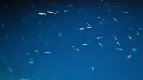 Reef Sharks and Tropical Fish Below Bare Feet in a Maldives Lagoon Stock Footage 342471587