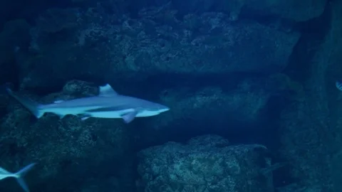 Reef sharks in the aquarium Stockbeeldmateriaal 74631601