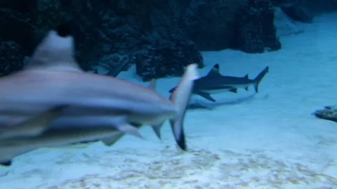 Reef sharks are floating on  bottom of aquarium Vidéo 74631870