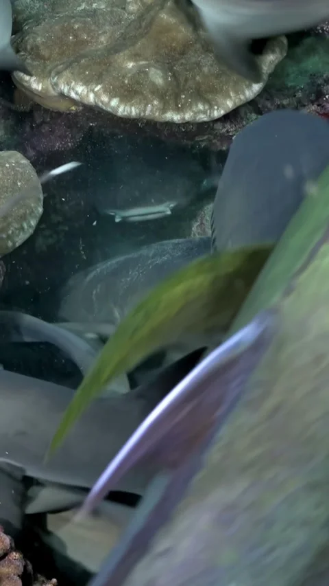 Reef Sharks Crowding Coral Reef as Large Reef Fish Crosses Frame 스톡 동영상 344911511