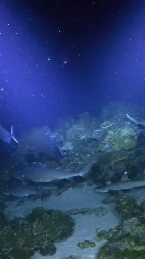 Reef Sharks Cruising Through Blue Water Above Rocky Coral Habitat 스톡 동영상 344911537