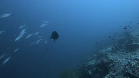 Reef sharks on the edge of a coral reef 4k Stock Footage 113078341