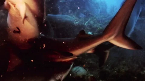 Reef sharks feeding on the bottom Stockbeeldmateriaal 70540763