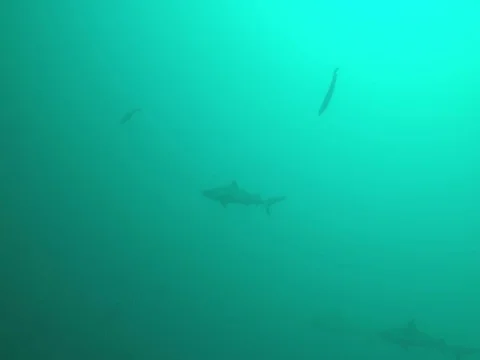 Reef Sharks, Maldives Stock Footage 81092144