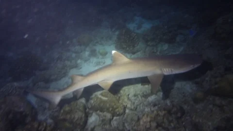 Reef sharks, Maldives Stock Footage 107129569