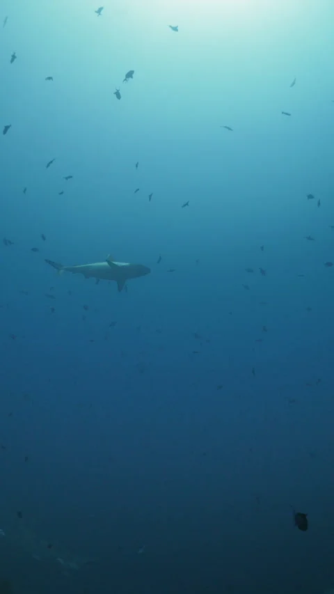 REEF SHARKS IN MALDIVES Stock Footage 303680014