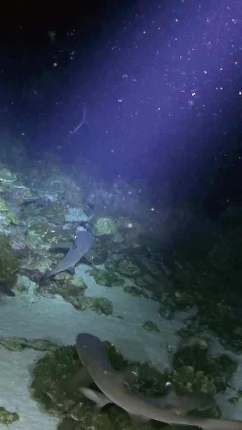 Reef Sharks Moving Through Spotlight Over Coral and Sandy Seafloor 스톡 동영상 344911096
