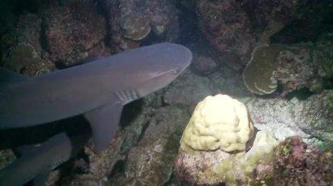 Reef sharks at night Stock Footage 57140785