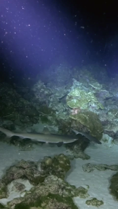 Reef Sharks Passing Across Sandy Bottom Beside Coral Outcrops 스톡 동영상 344911094