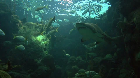 Reef Sharks &amp; Reef Fish (shoot from below the shark) Video stock 37927249