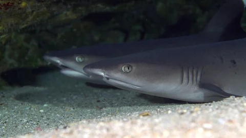 Reef sharks resting under ledge Stock Footage 76849444