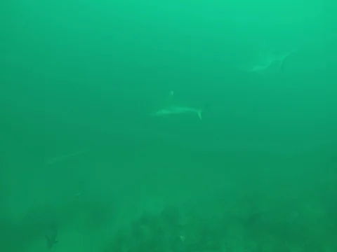Reef Sharks Swimming Close by Vídeos de archivo 81036641