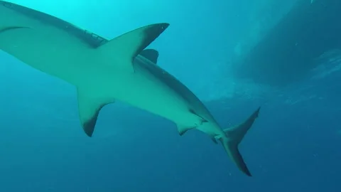 Reef sharks swimming Video stock 220023502