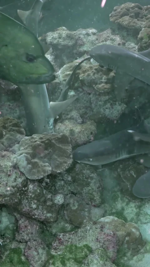 Reef Sharks Weaving Between Coral Heads and Large Reef Fish 스톡 동영상 344911422