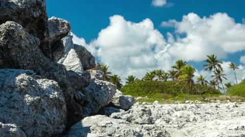Reef shore cloudy timelapse with palms Stock Footage 50540441