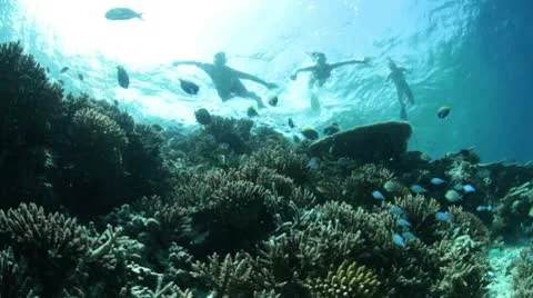 Reef with snorklers Stock Footage 10786773