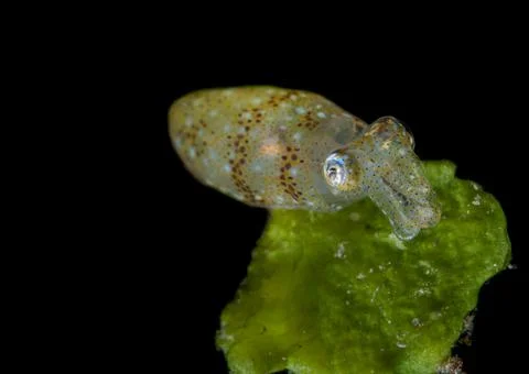 Reef squid, Lembeh Strait, Indonesia Stock Photos