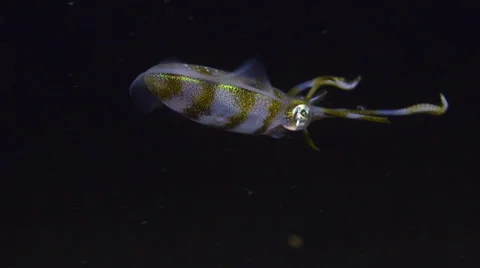 Reef Squid at Night Stock Footage 64334964