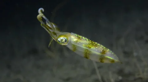 Reef Squid at Night Stock Footage 64337774