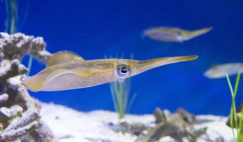 Reef Squid Stock Photos