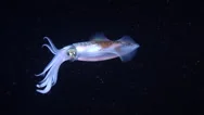 Reef Squid Swimming In Blackwater Oean At Night, Sepioteuthis Lessoniana Up20670 Stock Footage