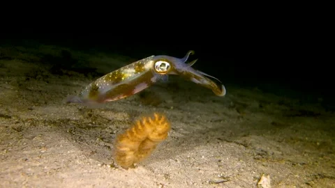 Reef squid swimming at night Stock Footage 130240682