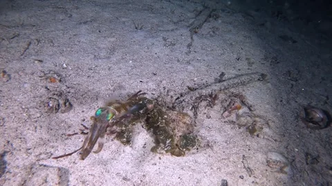 Reef Squid Swimming Over Seabed Stock Footage 280097953