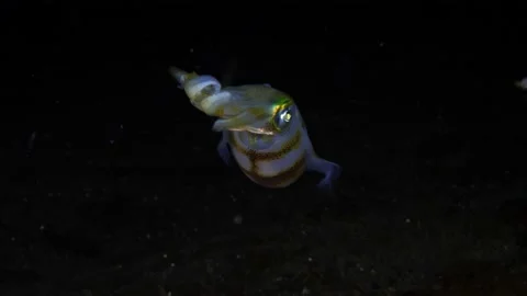 A Reef Squid swims in open water at night. Stock Footage 225829554