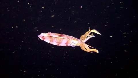 A reef squid underwater at night. Stock Footage 75700849