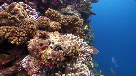 Reef stonefish on shallow wall, Synanceia verrucosa, HD, UP17245 Stock Footage 38270769