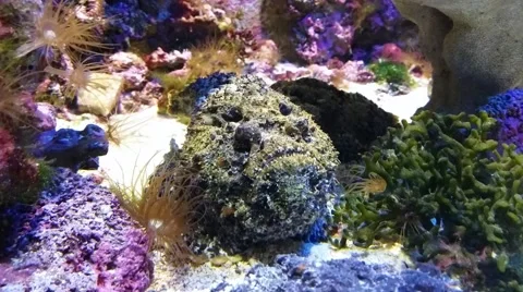 Reef Stonefish (Synanceia verrucosa) Stock Footage 58089486