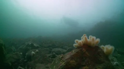 Reef surfice boat Stock Footage 12535700