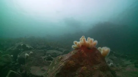 Reef surfice Stock Footage 12535380