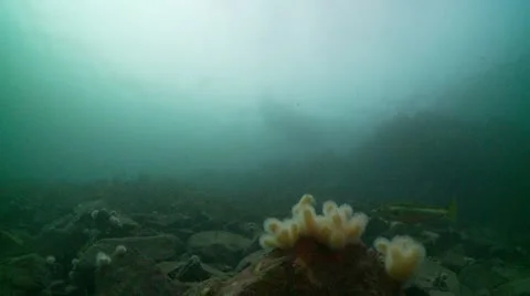 Reef surfice pollock Stock Footage 12535652