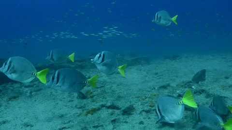 Reef with surgeonfish Stock Footage 33874588