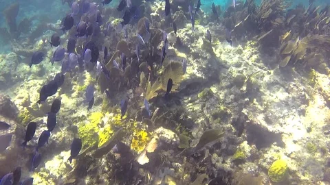 Reef swim Stock Footage 104067808