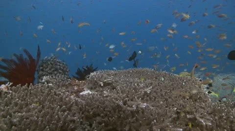 Reef Table Coral Stock Footage 12202725
