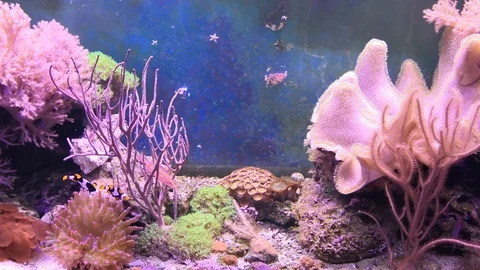 Reef tank filled with water for keeping live underwater animals. Marine aquarium 動画素材 106276341