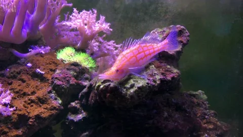 Reef tank filled with water for keeping live underwater animals. 動画素材 129322549