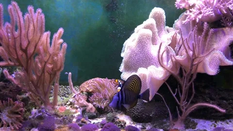 Reef tank filled with water for keeping live underwater animals. Vídeo Stock 129324919